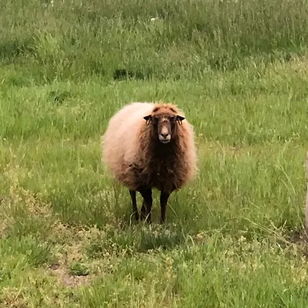 Kuckunniwi Tipidorf *