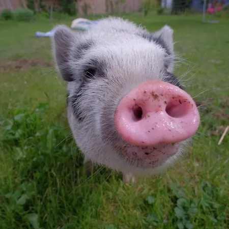 Kuckunniwi Tipidorf Luxussátor *