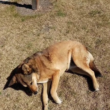 Kuckunniwi Tipidorf Luxussátor