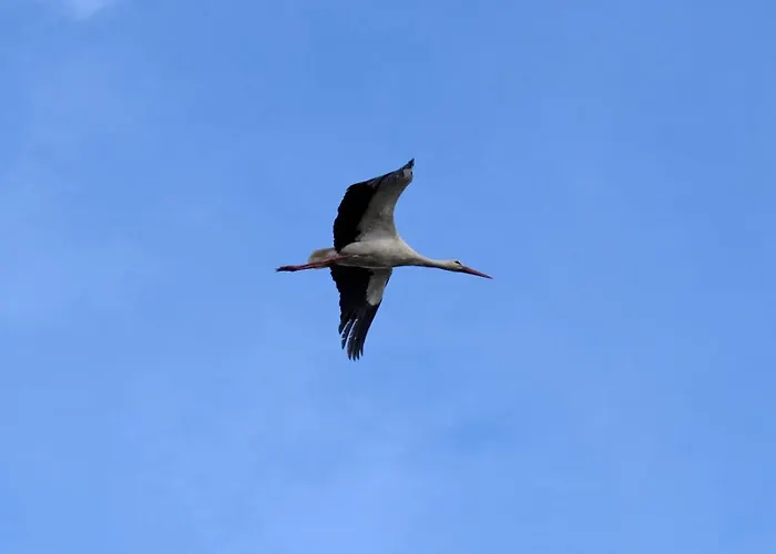 ラグジュアリーテント Kuckunniwi Tipidorf *