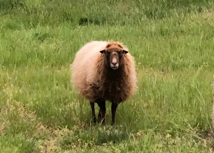 Kuckunniwi Tipidorf *