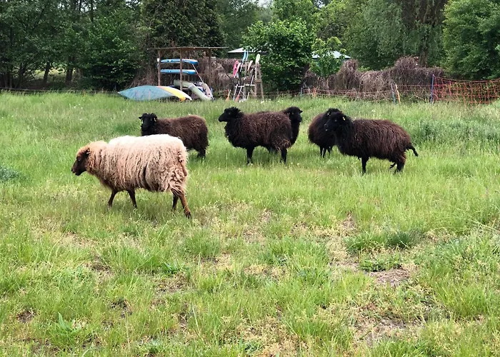 Kuckunniwi Tipidorf Tauche