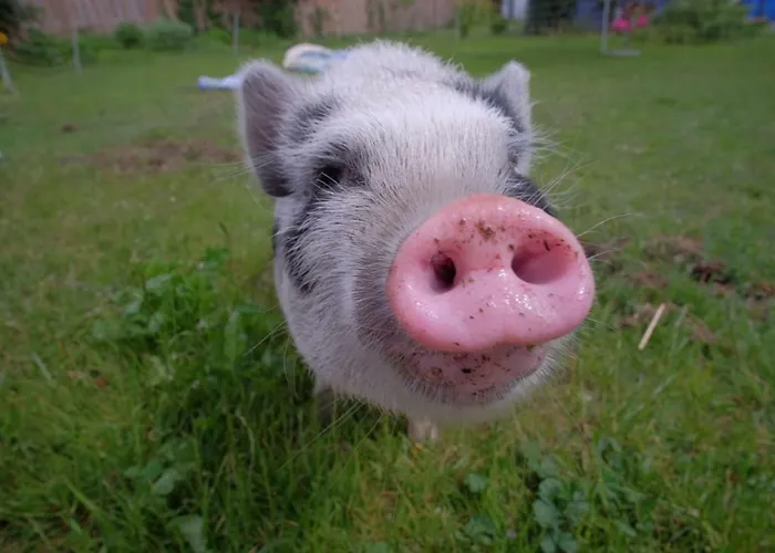 Kuckunniwi Tipidorf ラグジュアリーテント *