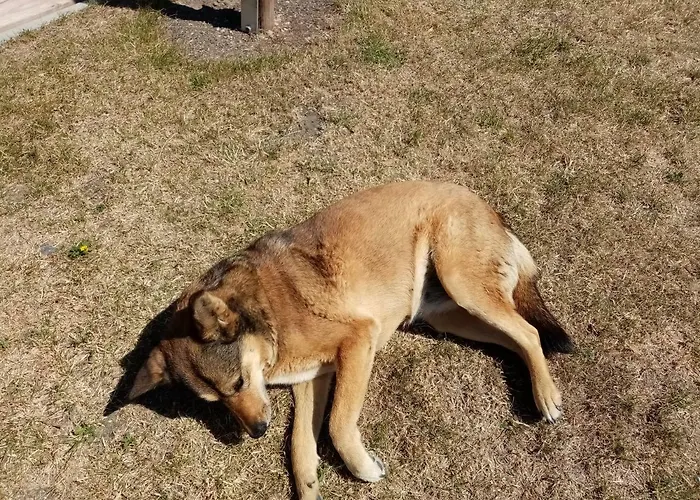 Kuckunniwi Tipidorf ラグジュアリーテント